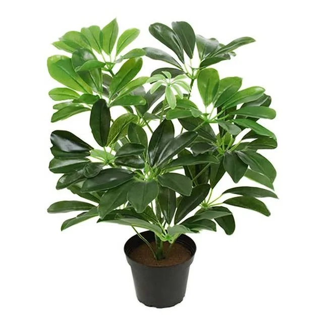 Schefflera v:8071583