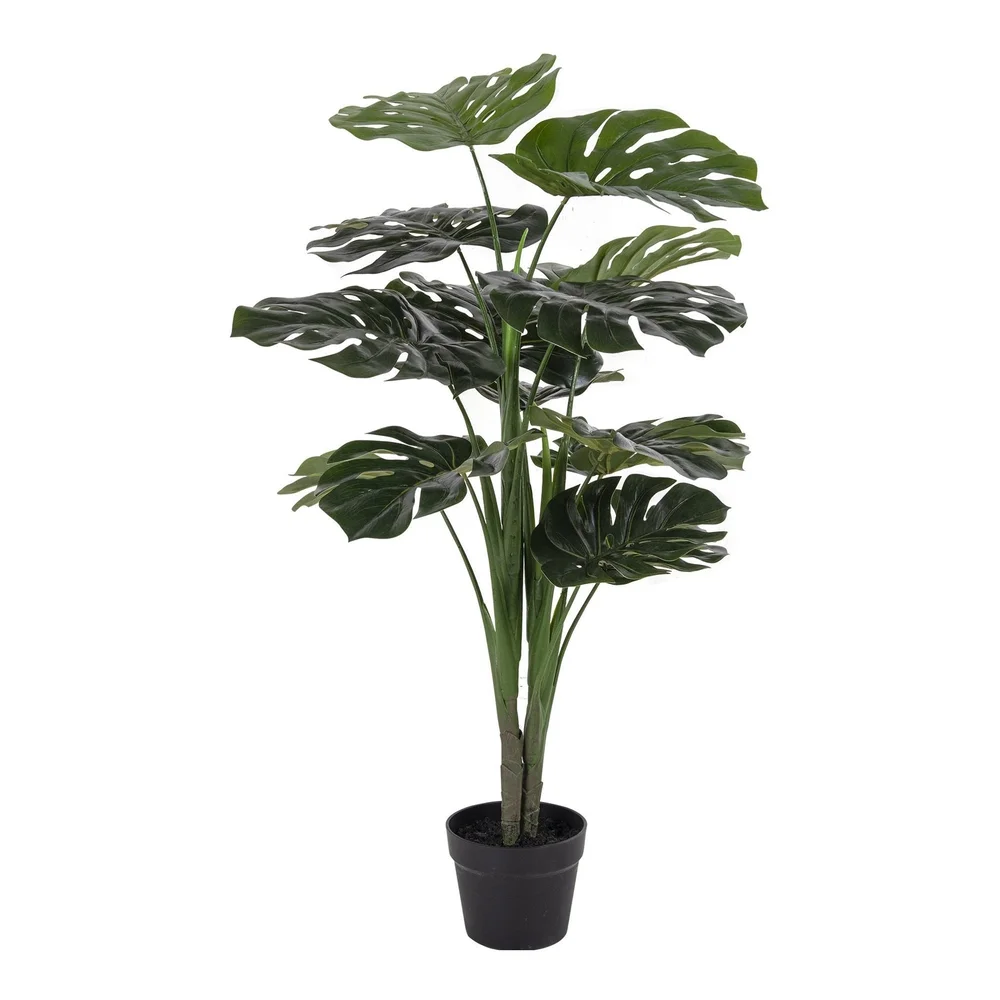 Monstera v:8841129